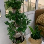 Bonsai 15-Year-Old Plant in Basket Plants UAE