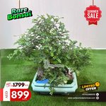 Bonsai Chinese Premium Indoor Plants UAE