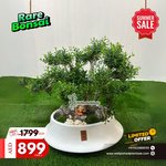 Bonsai Chinese Premium Plants UAE