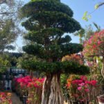 Bonsai Giant 80 yr old Outdoor Plants UAE