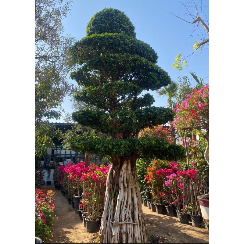 Bonsai_Giant_80_yr_old_Outdoor_Plants_UAE.jpg Bonsai Giant 80 yr old Outdoor Plants UAE - Image 1