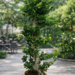 Bonsai Large in Beige Plants UAE