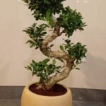 Bonsai Premium S Shape Plants UAE