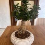 Bonsai Premium Table Indoor Plants Dubai