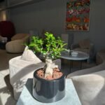 Bonsai Table Indoor Plant UAE