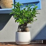 Bonsai Table Plant Premium Plants UAE