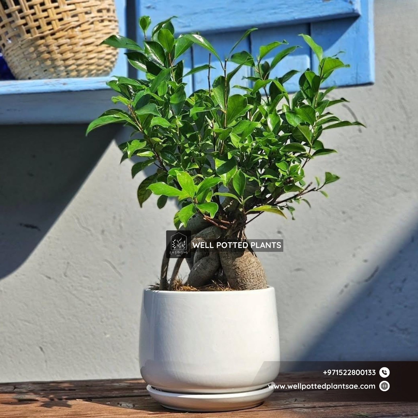 Bonsai_Table_Plant_Premium_Plants_UAE.jpg Bonsai Table Plant Premium Plants UAE - Image 1