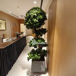 Bonsai XL  in Plastic Pot 1.8 to 2m Plants UAE