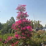 Bougainvillea Bonsai Giant Premium Rare Collectible Plant UAE - Image 2
