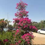 Bougainvillea Bonsai Giant Premium Rare Collectible Plant UAE