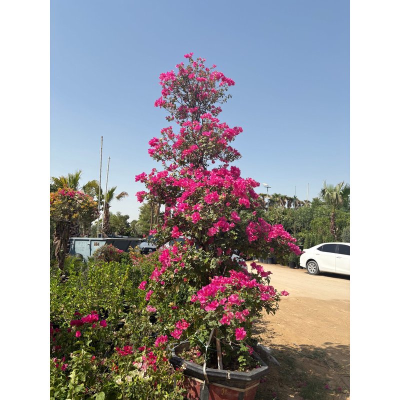 Bougainvillea_Bonsai_Giant_Premium_Rare_Collectible_Plant_UAE.jpg Bougainvillea Bonsai Giant Premium Rare Collectible Plant UAE - Image 1