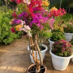Bougainvillea Mixed Color Bonsai Plants UAE