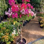 Bougainvillea Mixed Color Bonsai Plants UAE - Image 2