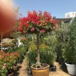 Bougainvillea Giant 2.5m to 3m Statement Plants UAE - Image 2