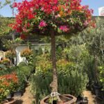 Bougainvillea Giant 2.5m to 3m Statement Plants UAE