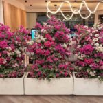 Bougainvillea in Rectangle Pot UAE