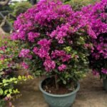 Bougainvillea Premium Bonsai Rare Plants UAE