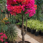 Bougainvillea Mixed Color Bonsai Plants UAE - Image 7