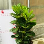 Ficus Lyrata at 130cm