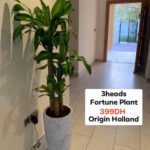 Buy 3-Head Fortune 399DH Origin Holland Plants in UAE
