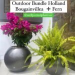 Outdoor Bundle Bougainvillea and Boston Fern in Fiber Pot