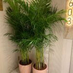 Areca Bundle in Beige