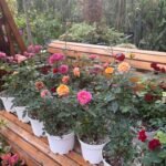 Roses 3pots Bundle Indoor plants UAE - Image 6