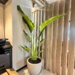 Travellers Palm Big Plant in Beige Pot 3meter Premium