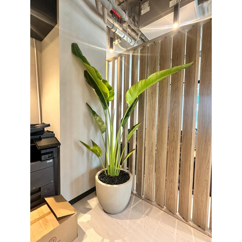C854F25A-DAD9-4D20-9BEC-A5EACBDFDA10.jpg Travellers Palm Big Plant in Beige Pot 3meter Premium - Image 1