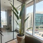 Travellers Palm Big Plant in Beige Pot 3meter Premium - Image 4