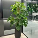 Office Plants Premium Bundle in Fiber Pot New 10pc - Image 13
