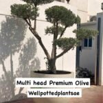Olive Tree Giant Multiple Head