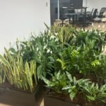 Cabinet Plants for Office in Rectangle Pot Plant Dubai