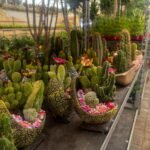 Cactus Arrangement Promo Indoor Plants Dubai