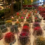 Cactus Special Promo Indoor Plants UAE