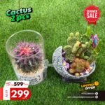 Cactus Table Plant Combo Indoor Plants UAE