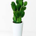 Cactus Ceramic Plants UAE