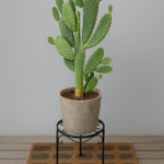 Cactus Rustic Pot Plants UAE