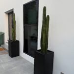 Cactus in Long Fiber Pot Premium Plants UAE