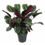 Calathea Medallion Plant - Calathea Veitchiana - Calathea Marion