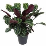 Calathea Medallion Plant - Calathea Veitchiana - Calathea Marion