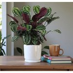 Calathea Medallion Plant - Calathea Veitchiana - Calathea Marion - Image 3