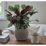 Calathea Medallion Plant - Calathea Veitchiana - Calathea Marion - Image 2