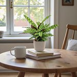 Calathea Lancifolia Plant - Rattlesnake plant - Image 15