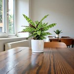 Calathea Lancifolia Plant - Rattlesnake plant - Image 18