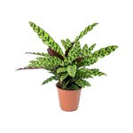 Calathea Lancifolia Plant - Rattlesnake plant - Image 19