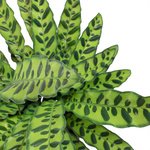 Calathea Lancifolia Plant - Rattlesnake plant - Image 3