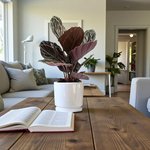 Calathea Roseopicta Plant – Rose Painted Calathea – Black Rose - Image 3