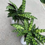 Calathea Zebrina Each Plants UAE