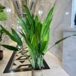 Cast Iron Plant in Beige